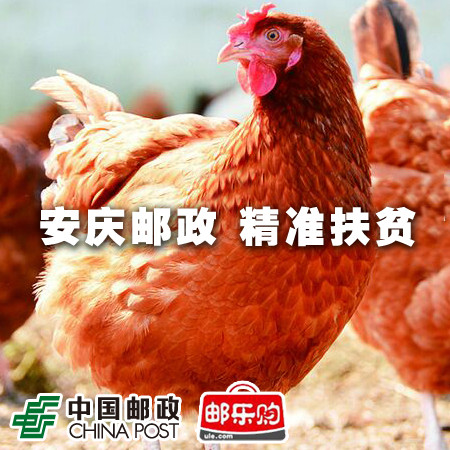 【安庆邮政·精准扶贫】岳西梓树村“农家土鸡”