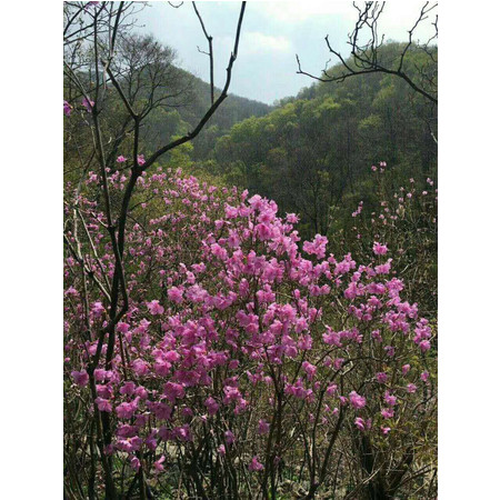 映山红+梨花谷一日游 通化起止图片