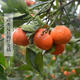 农家自产 余庆【红金橘.5斤装】有故事的橘子 现摘现发  清甜可口