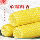 辽河土灵龙 鲜食粘玉米（230g/穗*10）