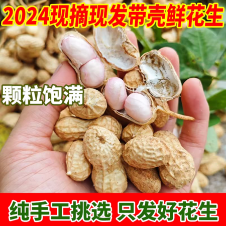 家味优选 鲜花生24年现挖粉红皮花生湿壳脆嫩农家自种新鲜花生现发带壳带