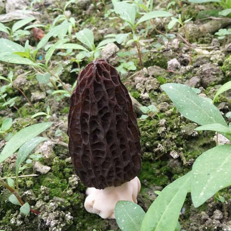 味万山 铜仁松桃【梵净山羊肚菌】50克装【省内包邮】