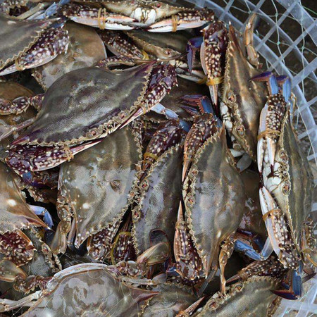 渤海梭子蟹鲜活大螃蟹野生新鲜公蟹海蟹海鲜水产冰鲜一斤两只