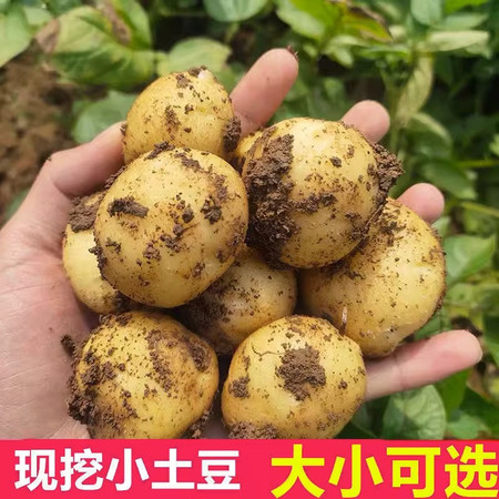 蕴山红 贵州普定黄心土豆现挖现发新鲜洋芋5斤装包邮