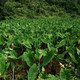 蕴山红 普定本地种植小芋头