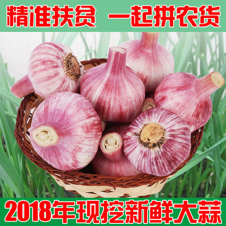 【精准扶贫 一起拼农货】河南中牟新鲜大蒜10斤现挖现发特级