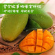玉芒果2.5斤装当季新鲜青芒果热带新鲜水果