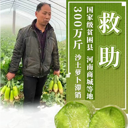 河南新鲜白萝卜青萝卜现摘现发农家自种蔬菜5斤