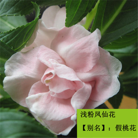 七彩凤仙花种子500粒+肥料指甲花四季种易活茶花卉种子