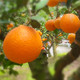 高山脐橙新鲜橙子四川脐橙香甜多汁纽荷尔应季当季新鲜水果包邮