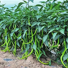 农家自产 【青海·循化】循化新鲜现摘线辣椒 地理标志产品
