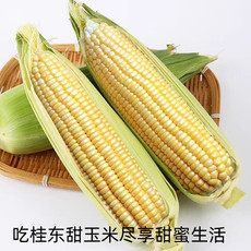 农家自产 桂东甜玉米