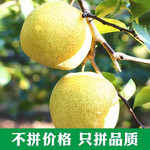 农家自产 【精选水果】优质金顶谢花宁陵酥梨