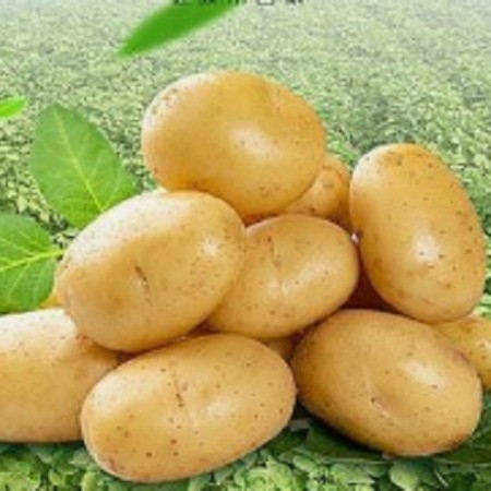 农家自产 登封黄心土豆图片
