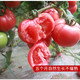 薛城番茄（西红柿） 生鲜蔬果  5斤装   限省内及重庆区域  包邮
