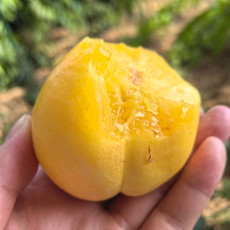 农家自产 【蒙阴振兴馆】蒙阴大棚有机黄油桃10-14个果