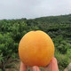 农家自产 【蒙阴振兴馆】蒙阴蜜桃——黄金油桃4.5-5斤