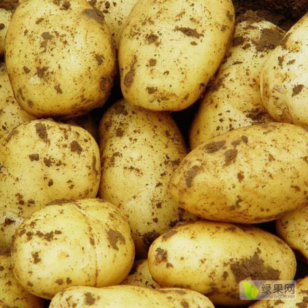 农家自产 土豆