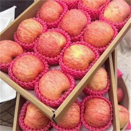 农家自产 【德州馆】红富士苹果8公斤装图片