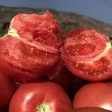 农家自产 现摘西红柿