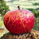  宝峰冰心 威宁冰心苹果  (全国包邮）多种规格 部分地区不发货 生态种植