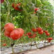 农家自产 陕西普罗旺斯西红柿（省内包邮）