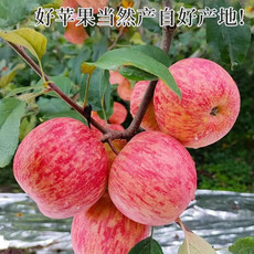 农家自产 农家自产 苹果5kg
