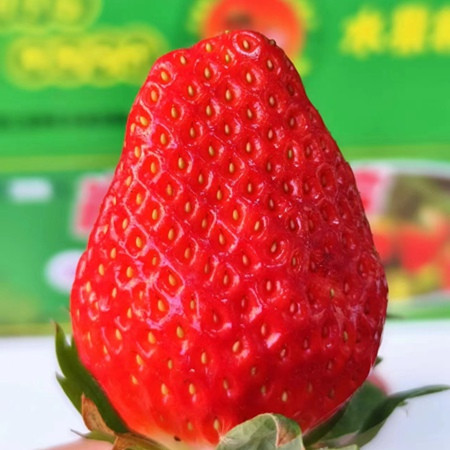 尚田乡里 奉化尚田奶油草莓3斤礼盒装
