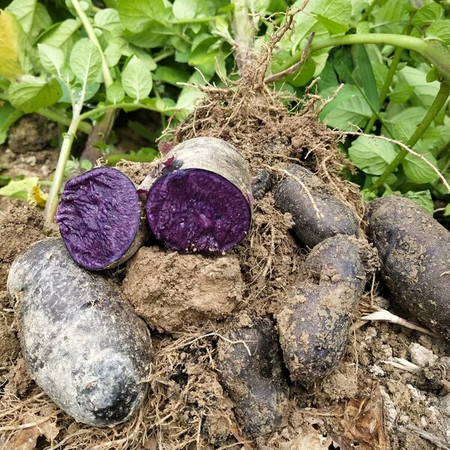 贵州安顺紫土豆图片