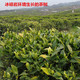 益叶知安化黑茶手工古法2014年高山荷礼茯茶1kg