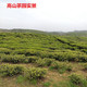 益叶知安化黑茶湖南特产手工古法黑茶2009年高山野生百两茶柱3625g