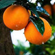  【眉州风味】 四川眉山原产地青见果冻橙3斤福利装 与橘同在