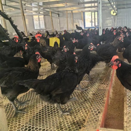 农家自产 [洛浦助农] 洛浦镇的黑鸡 一只鸡在净重2公斤左右，