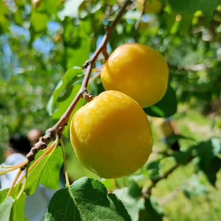 农家自产 【核心产地】新疆皮山明星杏，一生一定要吃的高原大白杏！图片