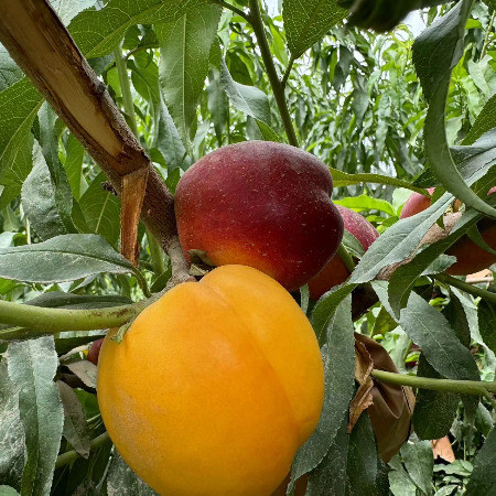 农家自产 金冠王油桃（红果+黄果）肉质细腻,水分充足,更加甜美图片