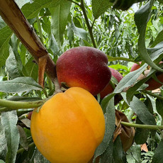 农家自产 金冠王油桃（红果+黄果）肉质细腻,水分充足,更加甜美