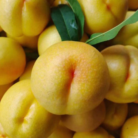 农家自产 金冠王油桃（黄果）肉质细腻,水分充足,更加甜美图片