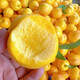农家自产 金冠王油桃（黄果）肉质细腻,水分充足,更加甜美