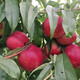 农家自产 金冠王油桃（红果）肉质细腻,水分充足,更加甜美