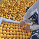 农家自产 金冠王油桃（黄果）肉质细腻,水分充足,更加甜美