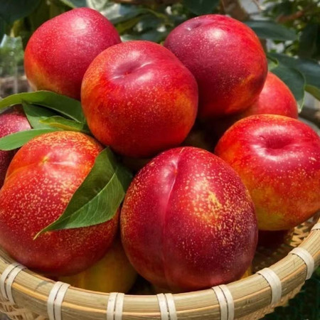 农家自产 金冠王油桃（红果）肉质细腻,水分充足,更加甜美图片