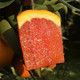 【血橙倒计时 】七公主果园 秭归脐橙红橙血橙 净重9斤家庭装 单果140g以上