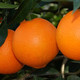 【因疫情影响发货有延迟】七公主果园  秭归脐橙纽荷尔脐橙 单果60~85mm