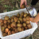 仲三 陕西亚特绿心猕猴桃 奇异果 4.6-5斤 约20个 统一次日发货