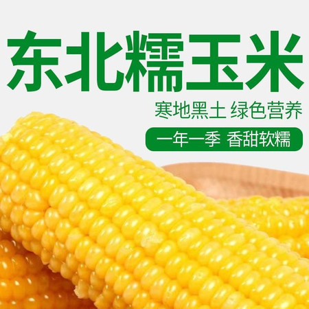 千里辽河 鲜食玉米5穗（双辽发货）1000g图片