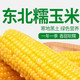 千里辽河 【四平】鲜食玉米（双辽发货）10根/箱