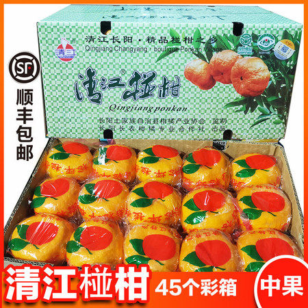 清江椪柑 特级45个中大果装 湖北长阳岩松坪新鲜当季水果蜜橘碰非芦沃粑粑