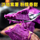 【粉糯香甜】正宗沙地紫薯新鲜现挖番薯板栗红薯地瓜蜜薯（新疆，西藏，吉林，海南不发货）