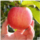 正宗陕西洛川苹果7.5斤新鲜水果一级红富士应当季整箱包邮脆甜冰糖心礼盒
