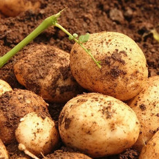 农家自产 本地土豆2斤（限兰考地区）